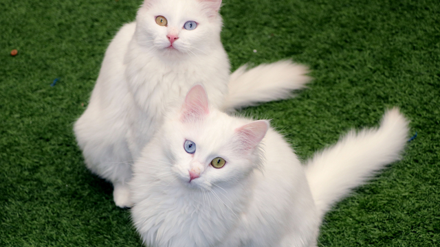 Van Kedi Villası'nın, yeni üyeleri için hazırlıklar başladı