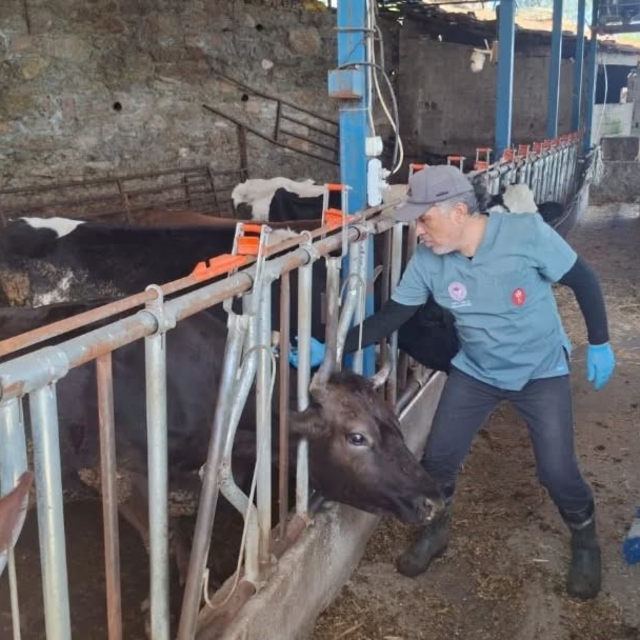 Aydın'da şap ve hastalıklara karşı aşılama çalışmaları sürüyor