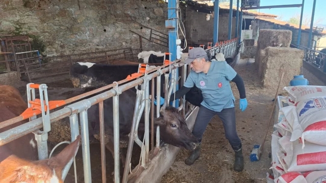 Aydın'da şap ve hastalıklara karşı aşılama çalışmaları sürüyor