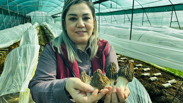 Mersin'de çiftçiler kilosu 5 bin TL'ye satılan kuzugöbeği mantarı üretimini öğrenecek