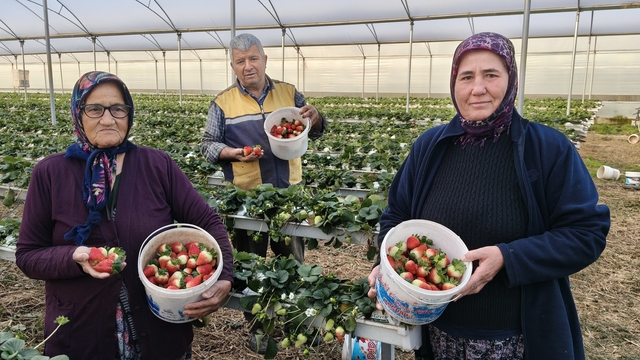 Silifke'de örtü altı çilekte bahar hasadı: Kilosu 140 ile 160 TL arasında