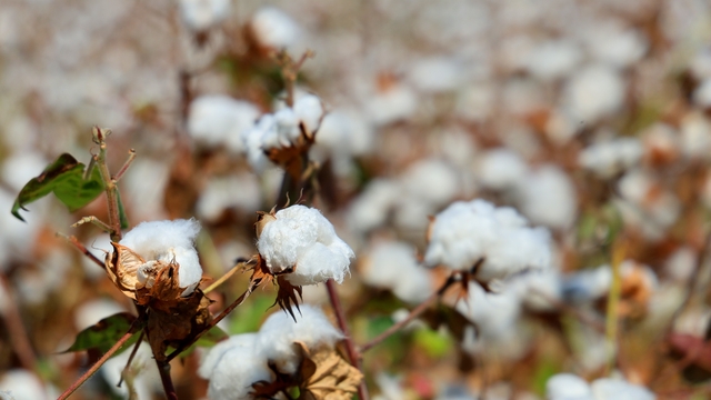 Adana'da pamukta 'pembekurt' zararlısına karşı uyarı