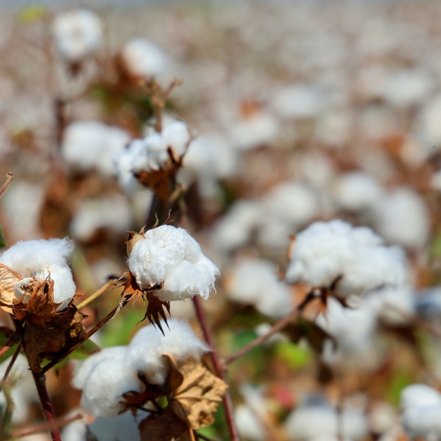 Adana'da pamukta 'pembekurt' zararlısına karşı uyarı