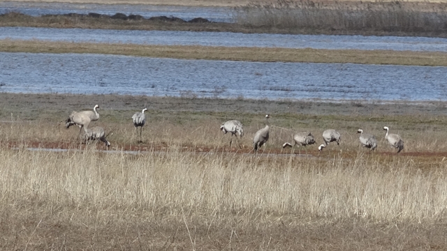 Baharın ilk habercilerinden turnalar kendini gösterdi