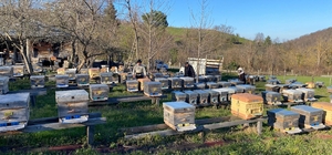 Sinop'ta soğuk hava arıcılığı olumsuz etkiliyor