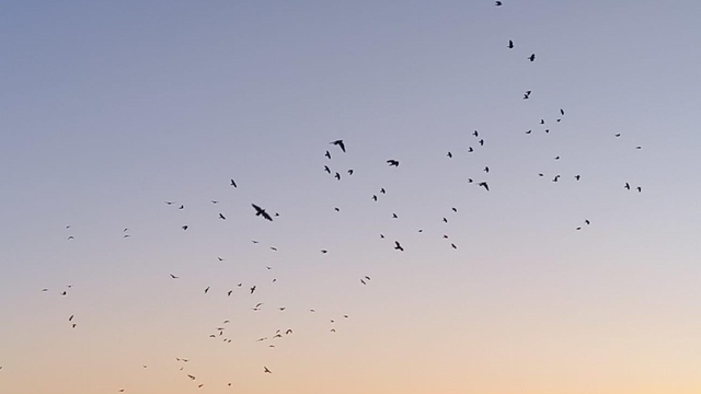 Karga ve sığırcıklar, gökyüzünde görsel şölen oluşturdu