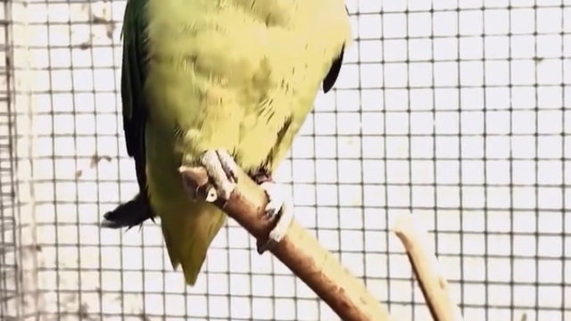 Bursa'da kaçak hayvan ticareti denetimi: 2 papağan ve 1 yılana el konuldu