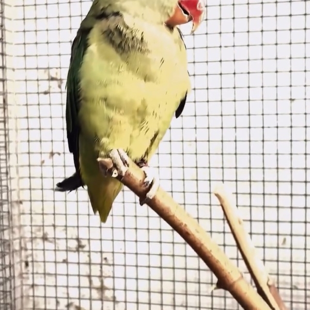 Bursa'da kaçak hayvan ticareti denetimi: 2 papağan ve 1 yılana el konuldu