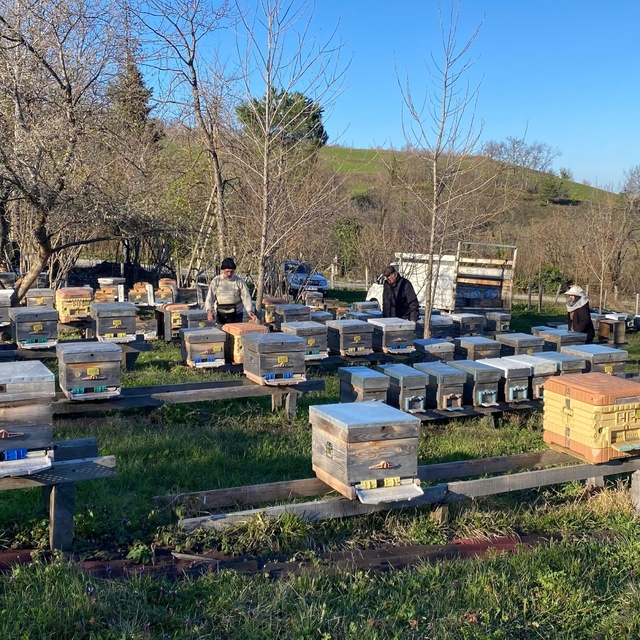 Sinop'ta soğuk hava arıcılığı olumsuz etkiliyor