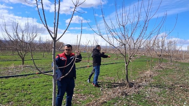 Iğdır'da çiftçilere uygulamalı meyve ağacı budama eğitimi