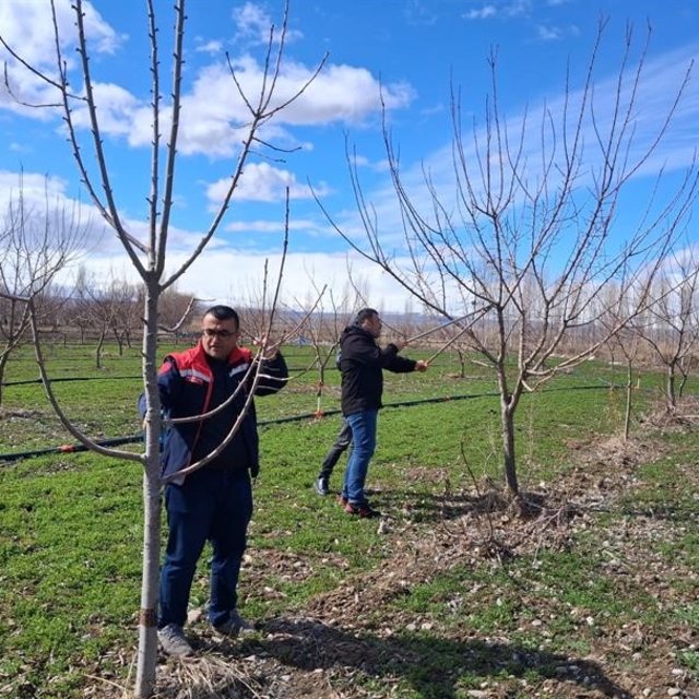 Iğdır'da çiftçilere uygulamalı meyve ağacı budama eğitimi