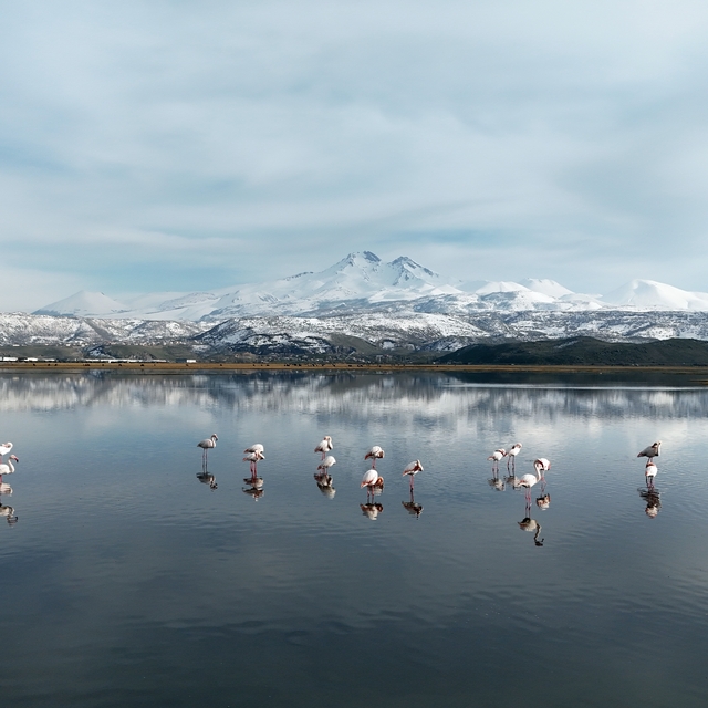 Kayseri'nin ilk flamingo kafilesi geldi