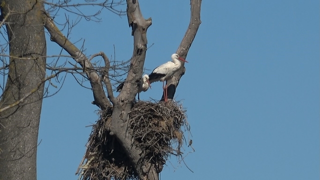 Leylekler baharın müjdesiyle geri döndü