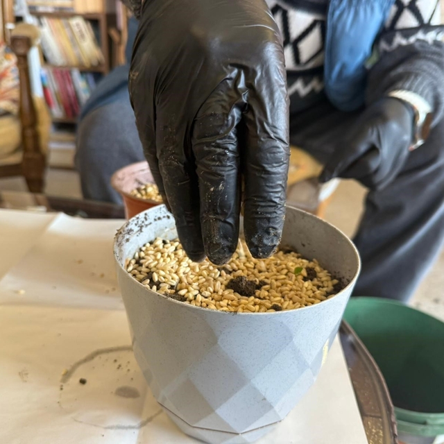 Iğdır'da Nevruz'un simgesi semeniler hazırlanmaya başlandı