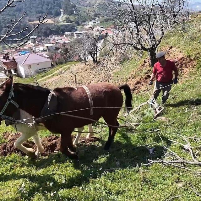Aydın'da günlük 8 bin TL'ye at ile çift sürecek işçi bulunamıyor