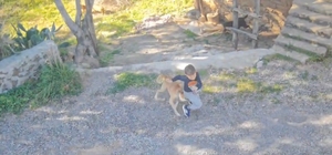 Antalya'da sahipsiz köpeğin saldırısına uğrayan 7 yaşındaki çocuk hastaneli...