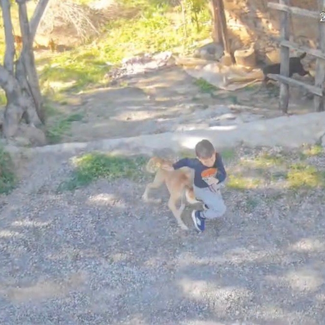 Antalya'da sahipsiz köpeğin saldırısına uğrayan 7 yaşındaki çocuk hastaneli...