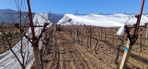 Sarıgöl'de üzüm bağları doluya karşı fileyle korunuyor