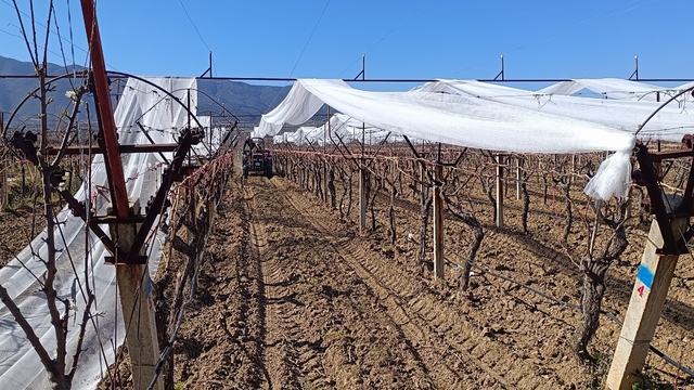 Sarıgöl'de üzüm bağları doluya karşı fileyle korunuyor