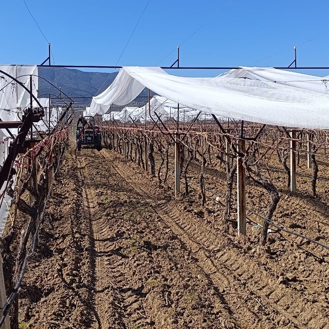Sarıgöl'de üzüm bağları doluya karşı fileyle korunuyor