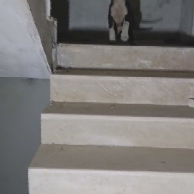 Yıkılacak binadaki yavru köpekleri kurtaran hayvansever yürekleri ısıttı