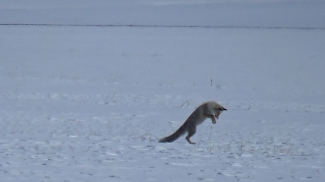 Kars'ta kızıl tilkinin kar altındaki avı kamerada
Durdu, dinledi zıpladı kara gömüldü avını yakaladı