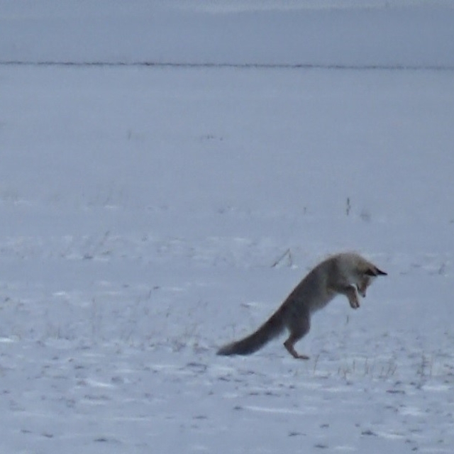 Kars'ta kızıl tilkinin kar altındaki avı kamerada
Durdu, dinledi zıpladı ka...