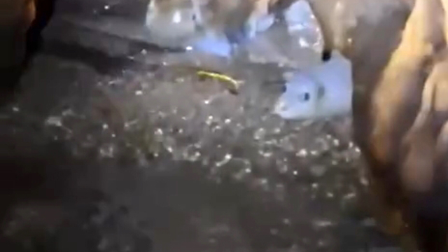 Nesli tehlikedeki Akdeniz foku yuvalarına 'tur' şikayeti