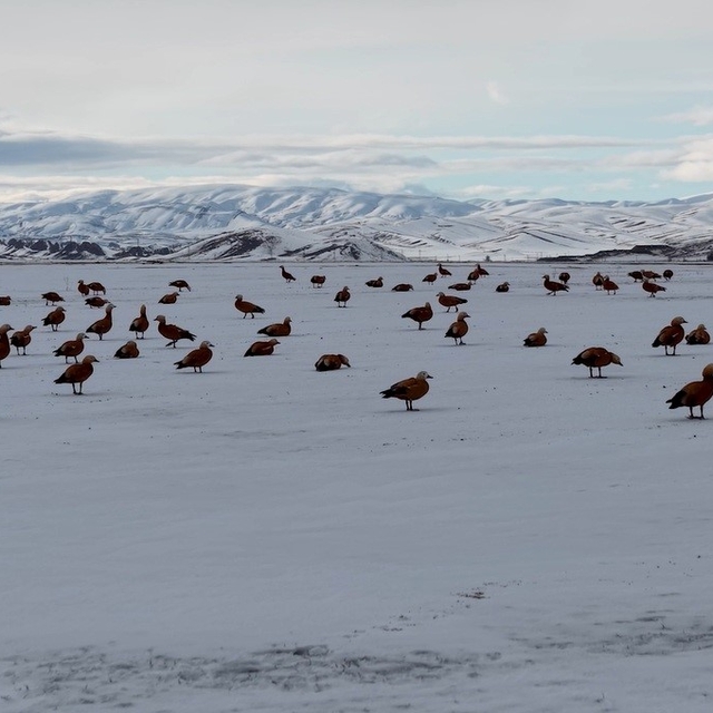 Angut kuşlarının belgesel tadında göçü
Sadakatiyle bilinen angut kuşları Er...