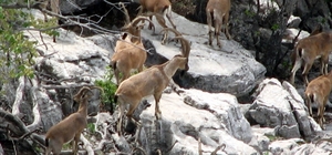 Zirveler karla kaplanınca yaban keçileri yerleşim alanlarına indi Mahalle halkı koruma altındaki yaban keçileriyle iç içe yaşıyor