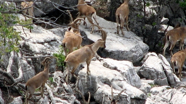 Zirveler karla kaplanınca yaban keçileri yerleşim alanlarına indi
Mahalle halkı koruma altındaki yaban keçileriyle iç içe yaşıyor