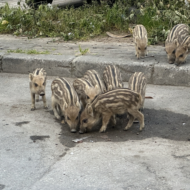 İzmir'de yaban domuzları gündüz vakti sokaklarda yiyecek aradı
Sokak aralar...