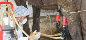 Deve sütü gıda teknolojisine giriyor