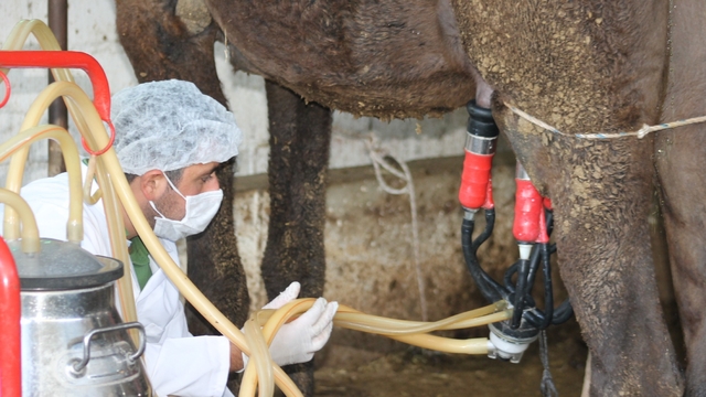 Deve sütü gıda teknolojisine giriyor