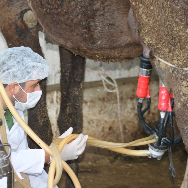 Deve sütü gıda teknolojisine giriyor