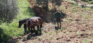 Aydın dağlarında incir ve zeytin üreticisinin karasabanla zorlu mücadelesi...