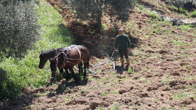 Aydın dağlarında incir ve zeytin üreticisinin karasabanla zorlu mücadelesi başladı
Toprağın tavı kaçmadan arazilerini işlemek isteyen çiftçiler zamanla yarışıyor