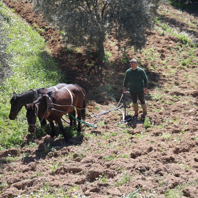 Aydın dağlarında incir ve zeytin üreticisinin karasabanla zorlu mücadelesi...