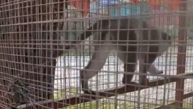 Denizli'de 3 örümcek maymunu ele geçirildi