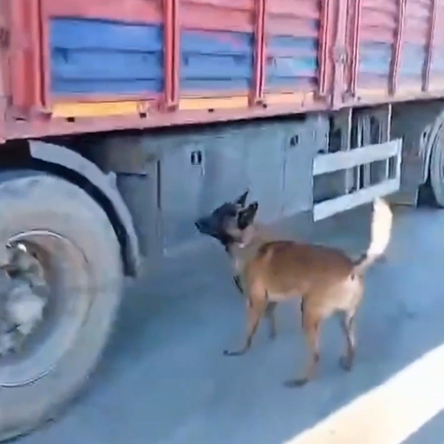 Şanlıurfa'da narkotik köpeği milyonluk uyuşturucu sevkiyatına geçit vermedi...
