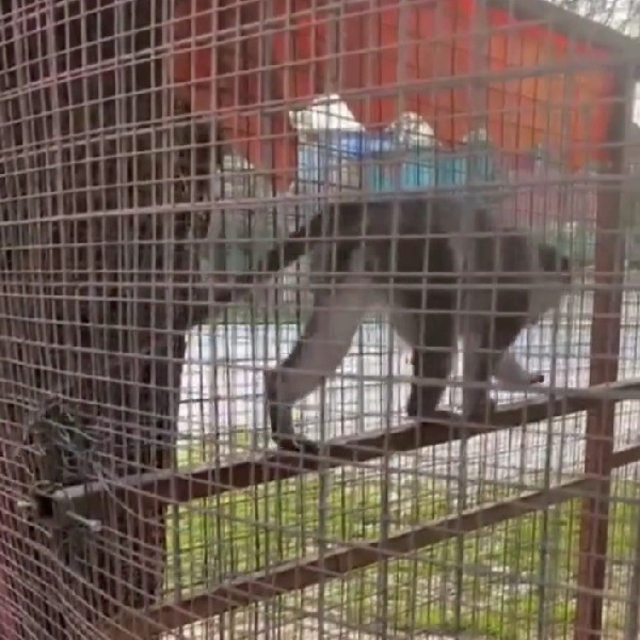 Denizli'de 3 örümcek maymunu ele geçirildi