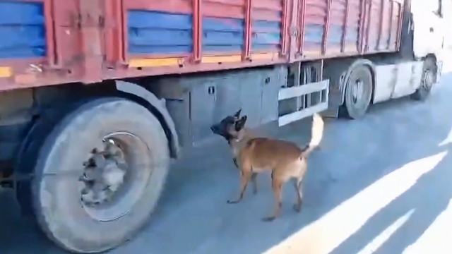 Şanlıurfa'da narkotik köpeği milyonluk uyuşturucu sevkiyatına geçit vermedi
33 kilogram skunk ele geçirildi