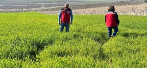 Manisa'da buğday üreticilerine 'Septorya' uyarısı