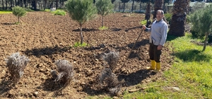 Edremit Meslek Yüksekokulu’nda lavanta bahçesi için dikim çalışmaları başladı