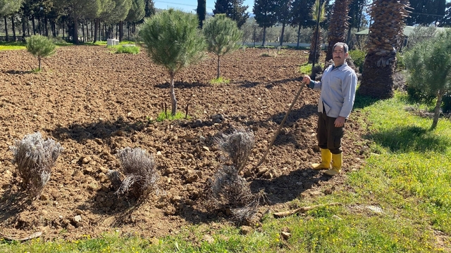 Edremit Meslek Yüksekokulu'nda lavanta bahçesi için dikim çalışmaları başladı