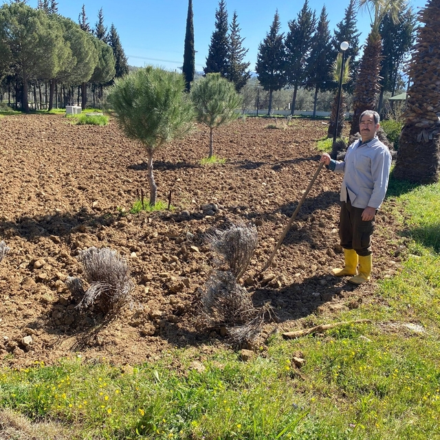 Edremit Meslek Yüksekokulu'nda lavanta bahçesi için dikim çalışmaları başla...