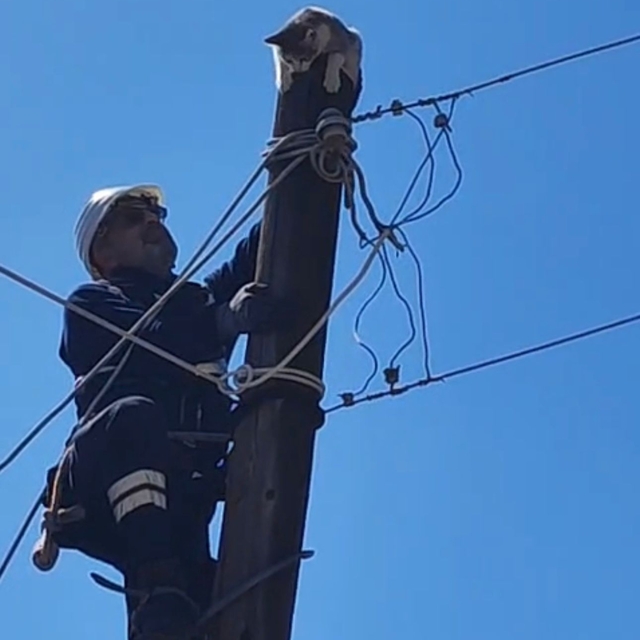 Elektrik direğinde mahsur kalan kediyi ekipler kurtardı