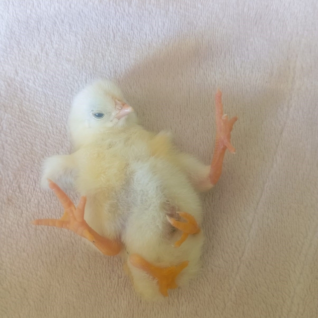 Diyarbakır'da dört ayaklı civciv şaşırttı