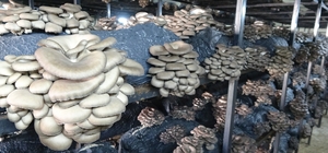 Çarşamba'da istiridye mantarı üretimi artıyor