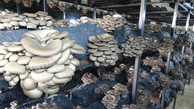 Çarşamba'da istiridye mantarı üretimi artıyor